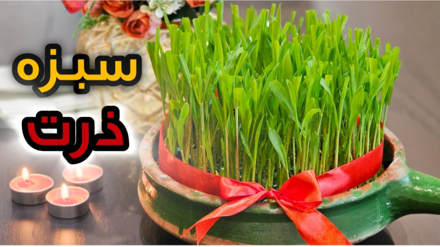 آموزش کاشت سبزه ذرت برای عید نوروز / نحوه کاشت سبزه ذرت / سبزه ذرت